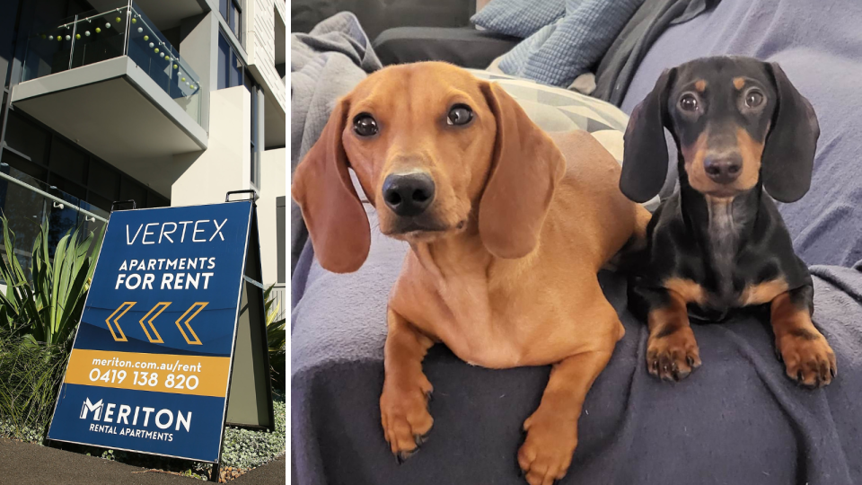 A composite image of a sign indicating there are properties for rent and two adorable miniature dachshunds.