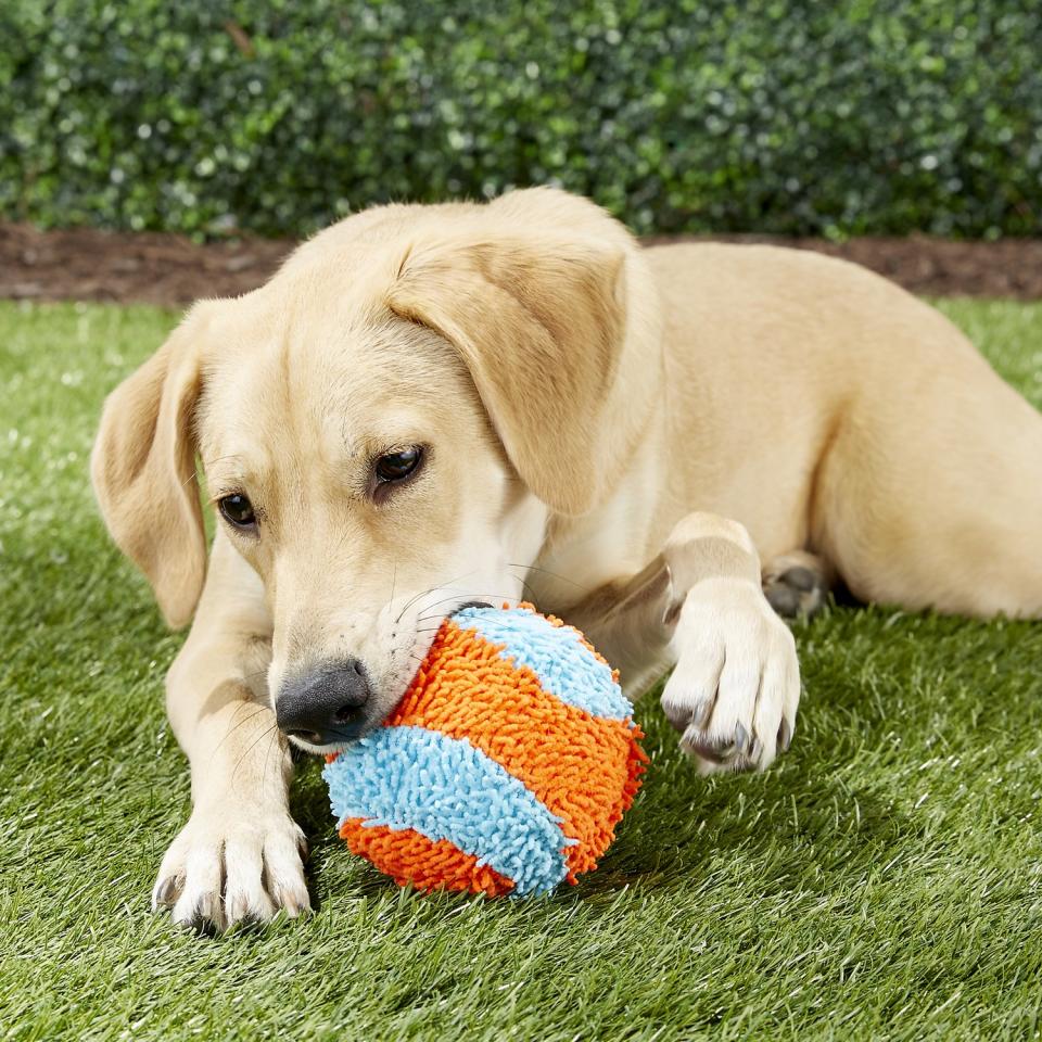 Chuckit! Indoor Ball (Photo: Chewy)