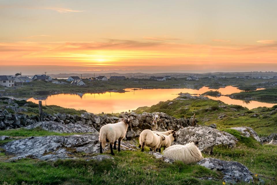 ireland sunset at a lake with sheep near clifden, roundstone and connemara in ireland