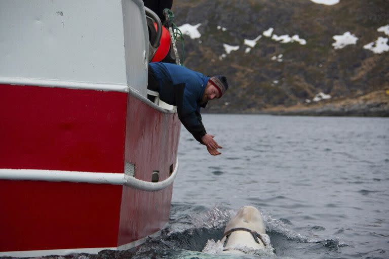 En esta foto tomada en abril de 2019, una ballena beluga encontrada en el Ártico noruego nada junto a un barco