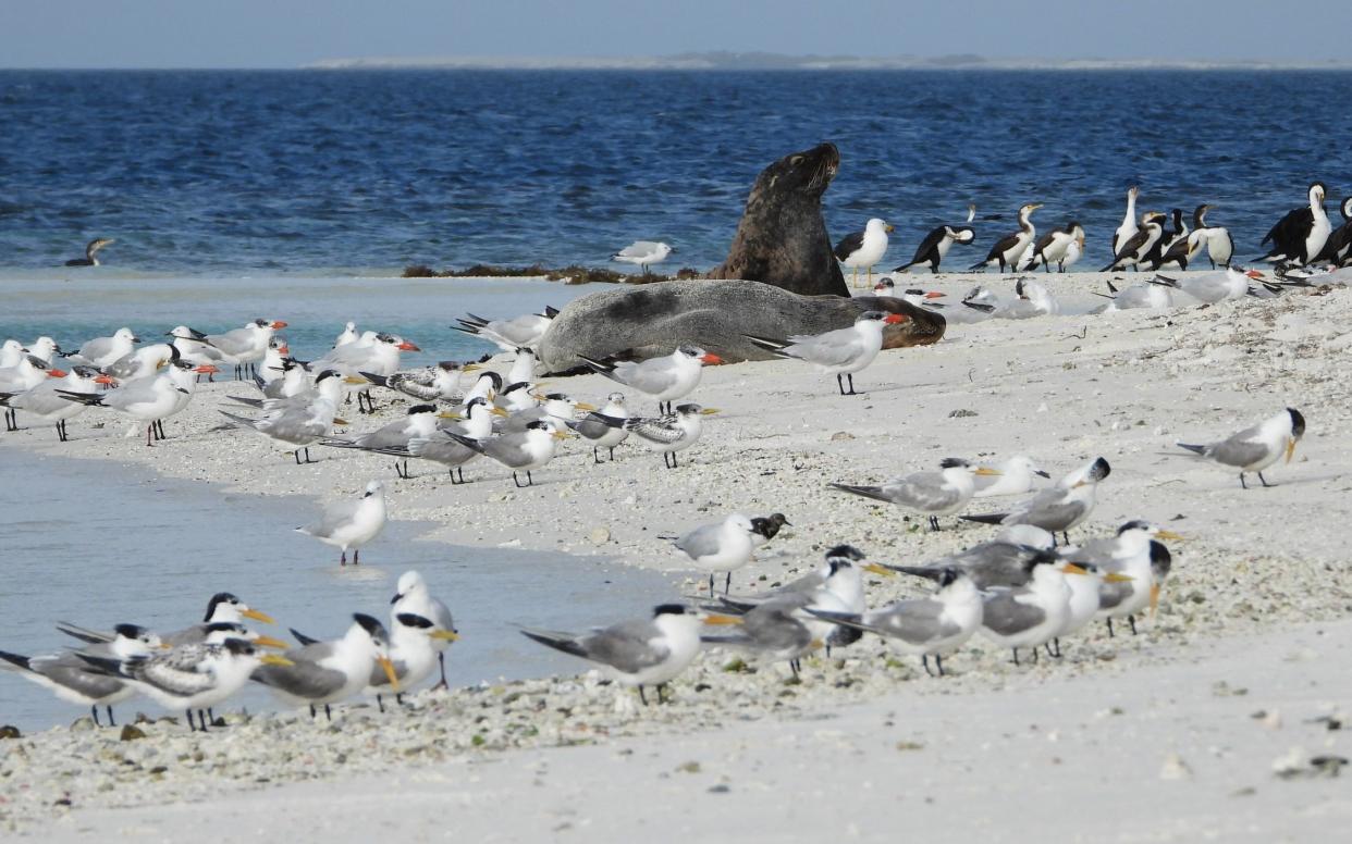 The Abrolhos Islands are located 37 miles off the coast of Western Australia