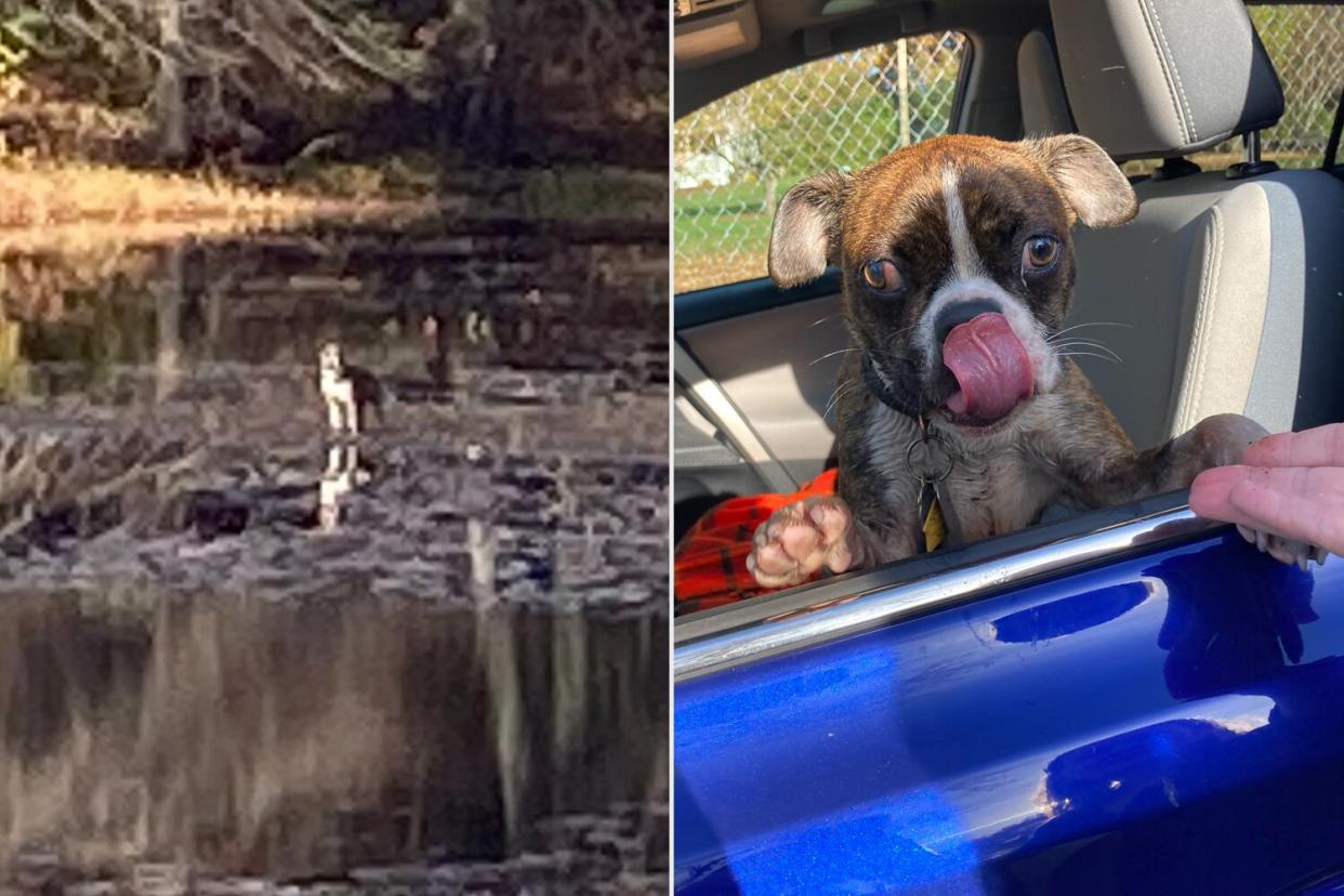 dog rescued from mud