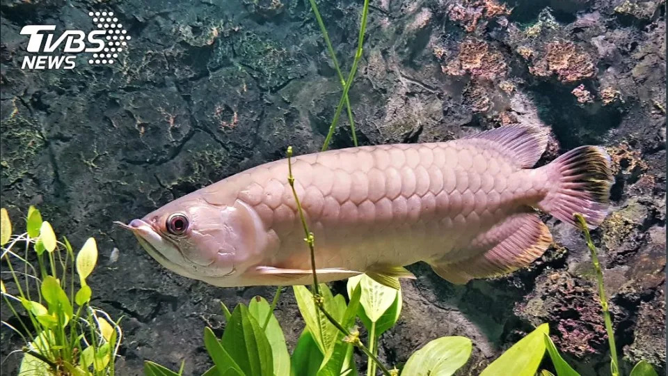 印尼1名男子飼養身價3萬元的金龍魚，結果竟被兒子煮成佳餚吞下肚。（示意圖／TVBS資料照）