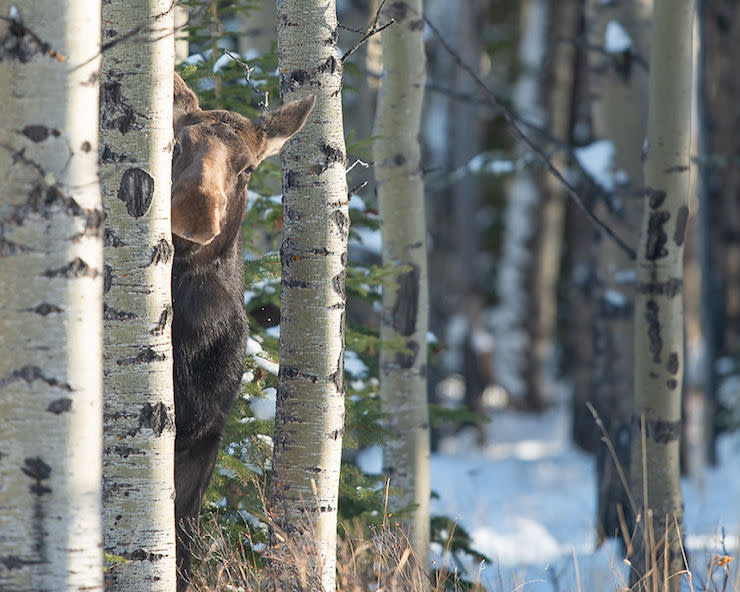 Les photos les plus drôles d’animaux