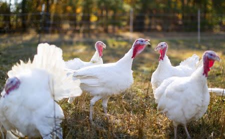 A group of Beltsville Small White turkeys are seen at the farm of Julie Gauthier in Wake Forest, North Carolina, November 20, 2014. REUTERS/Chris Keane