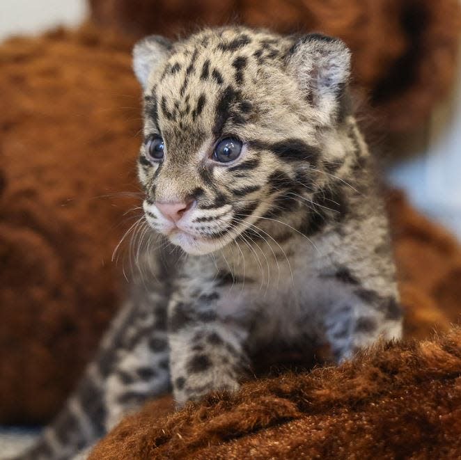 A clouded leopard cub born July 18 at the Oklahoma City Zoo has made its way to Nashville Zoo, where it will be raised and bred.