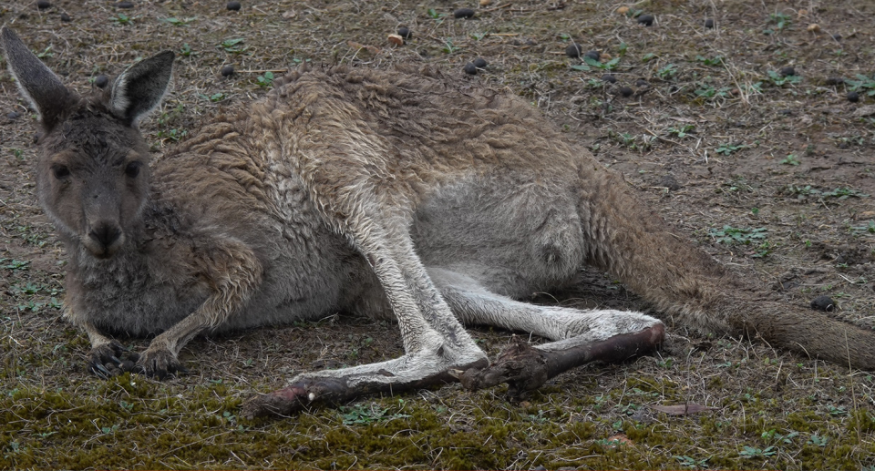 A kangaroo lying on its side with burnt feet after the Perup fire. Source: Bill Smart