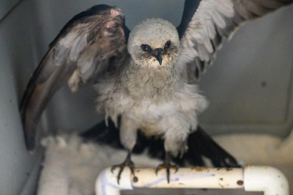 A full-grown Mississippi kite is recovering Thursday at Austin Wildlife Rescue's rehabilitation center from surgery. It received orthopedic pins to fix a wing fracture.