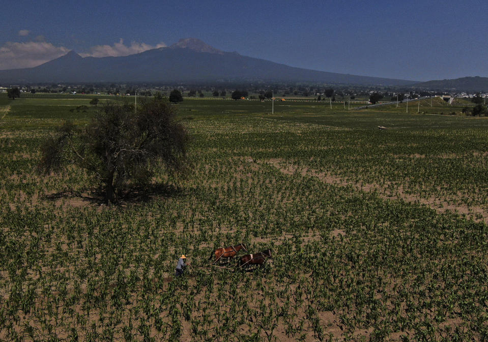 A farmer weeds a corn field with a horse-drawn plow, backdropped by the Malinche volcano, in Ixtenco, Mexico, Thursday, June 15, 2023. Corn is the most fundamental ingredient of Mexican cuisine. (AP Photo/Fernando Llano)