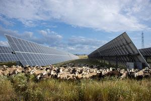 Sheep grazing at Talayuela solar park in Spain, constructed by Statkraft.