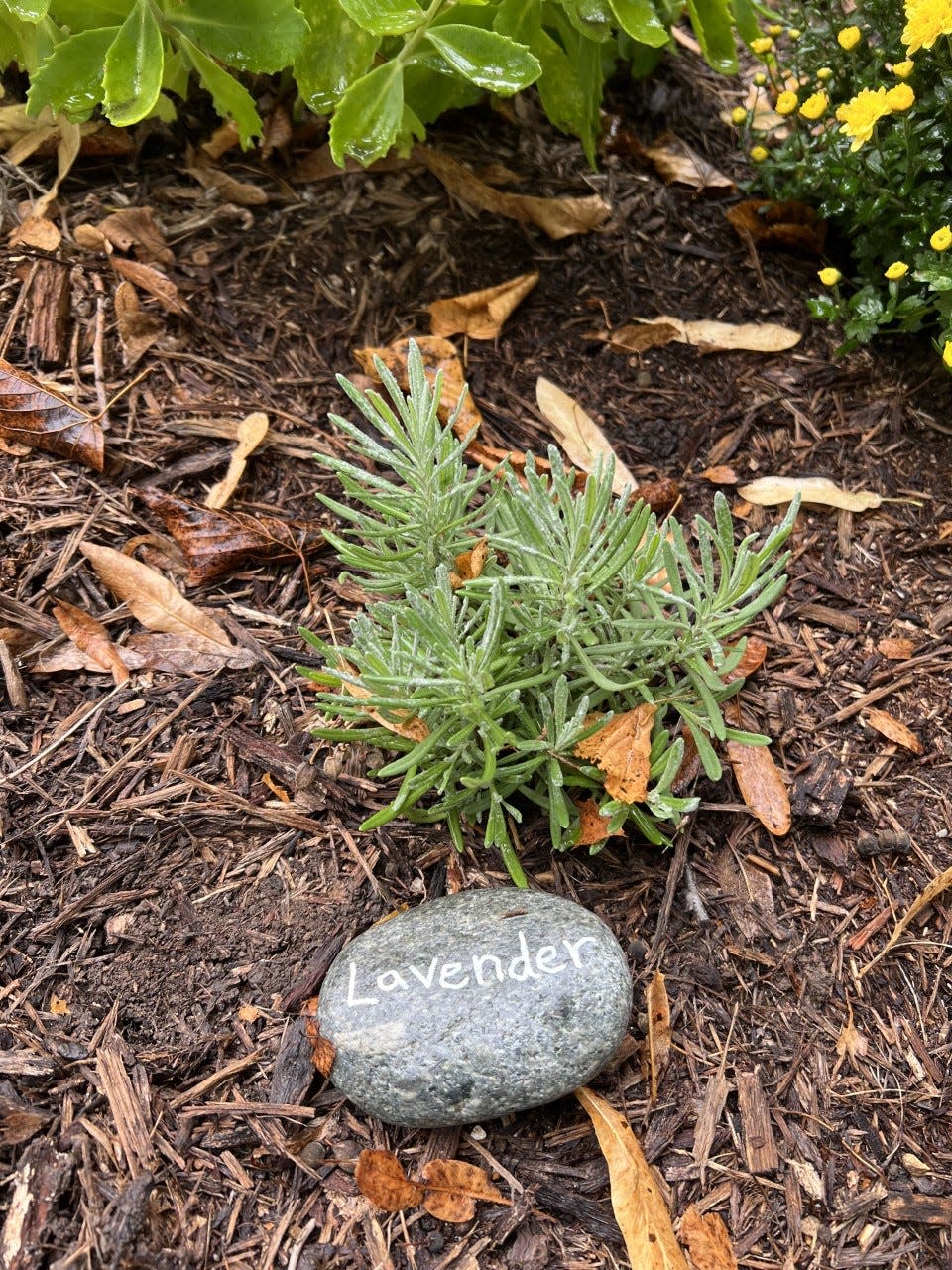 Small stones and special markers are used to identify plants in Madison gardener Liz Feagles' yard.