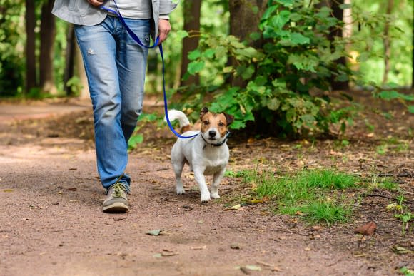 A terrier dog on a walk in the woods