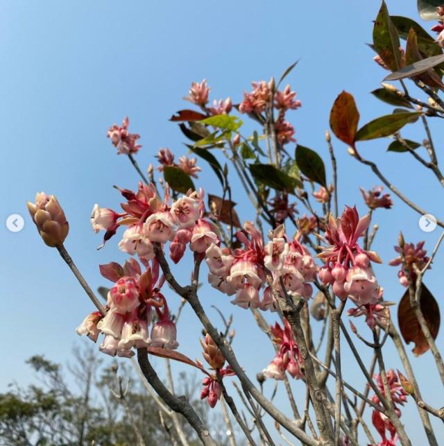 吊鐘花22丨本港4條簡易版吊鐘花行山路線 西貢大枕蓋 嘉道理農場 十二笏 紫羅蘭山丨附交通詳情