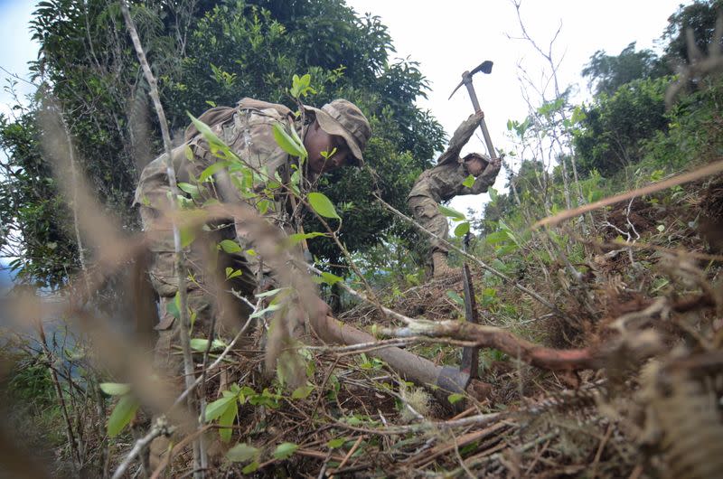 Bolivian soldiers destroy illegal coca plants during an eradication program, in Los Yungas