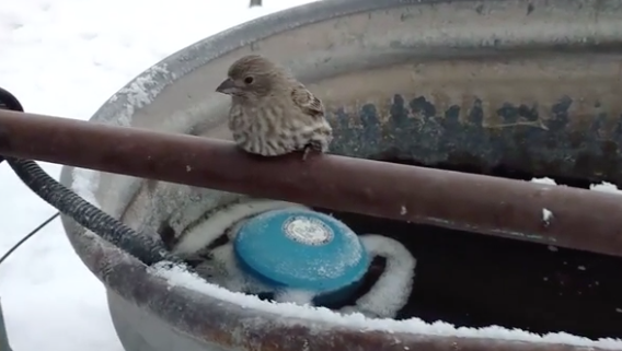 The small sparrow was found stuck to the fence in freezing conditions in Idaho. Photo: LiveLeak.