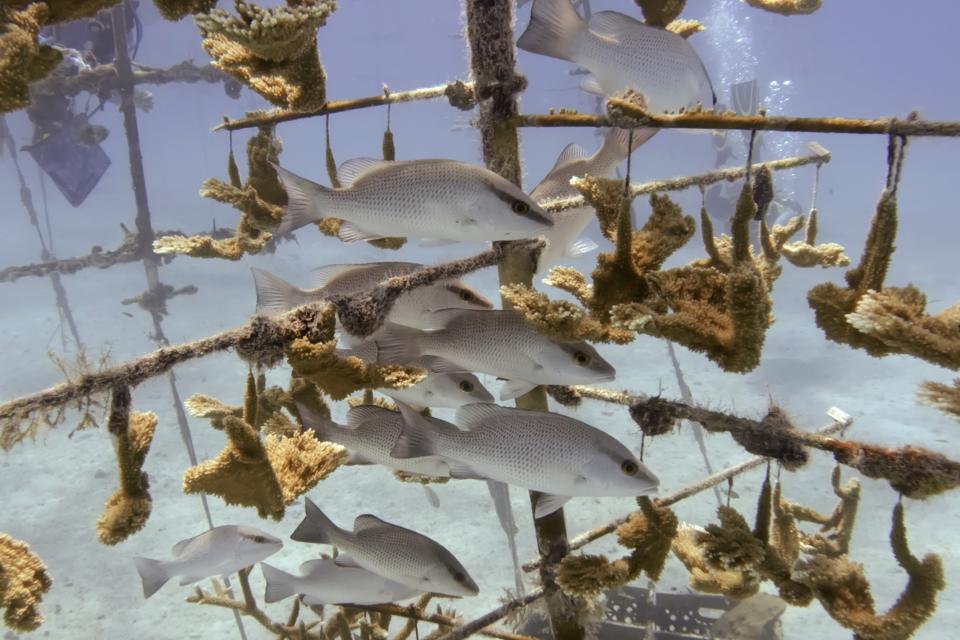 Fish gather in a coral nursery, Tuesday, Aug. 1, 2023, near Tavernier, Fla., in the Florida Keys. After receiving reports of the distressed reef in July, various rescue groups have engaged in round-the-clock removal of coral from shallow nurseries in the Atlantic Ocean. (AP Photo/Wilfredo Lee)