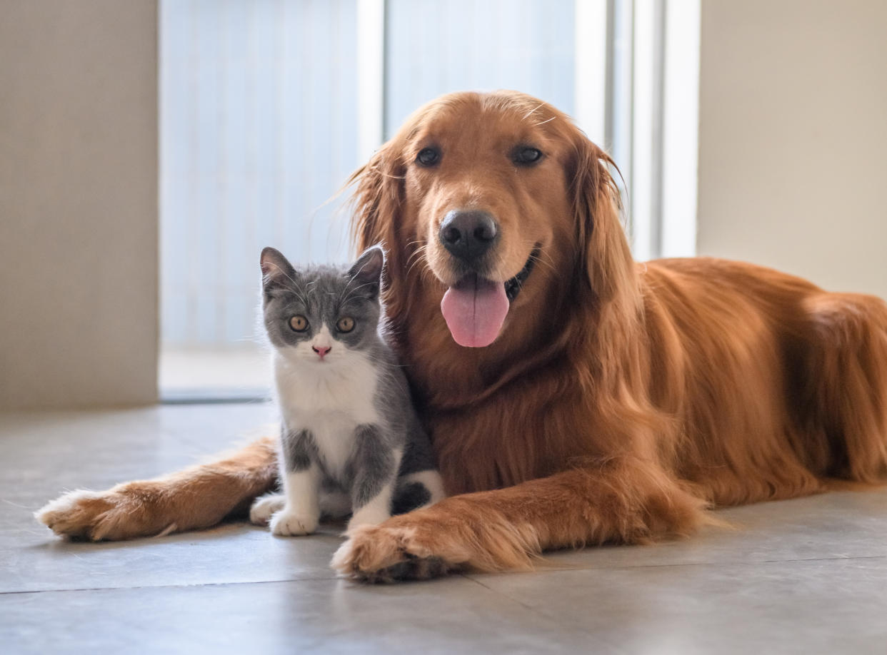  We love our pets, but they sure are messy. ChomChom to the rescue. (Photo: Amazon)