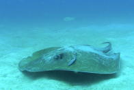 A huge stingray takes a break at the sandy bed of the seas around Pulau Redang, Malaysia.