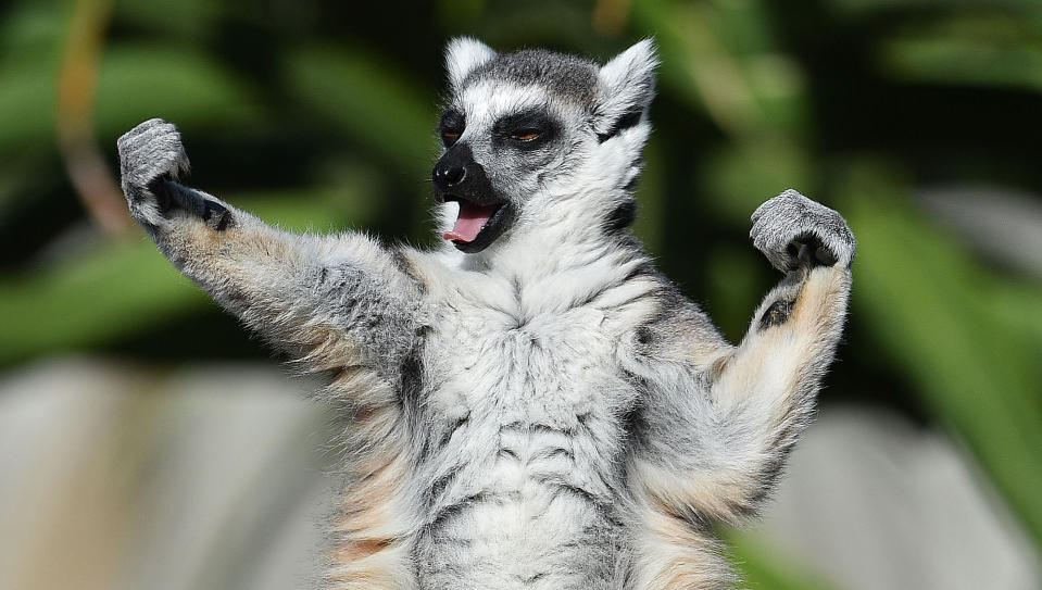 A Ring-tailed lemur sunbathes at the Melbourne Zoo, Australia