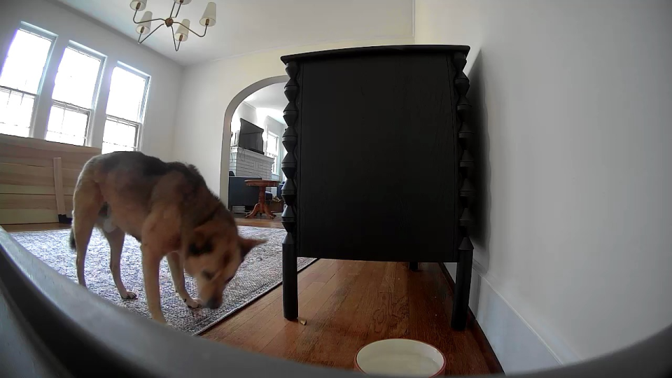 a dog sniffing a piano