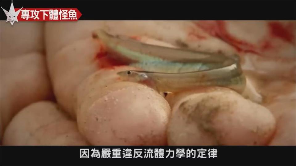 男性生殖器終結者？傳亞馬遜2怪魚專攻下體　網驚：蛋蛋的哀傷