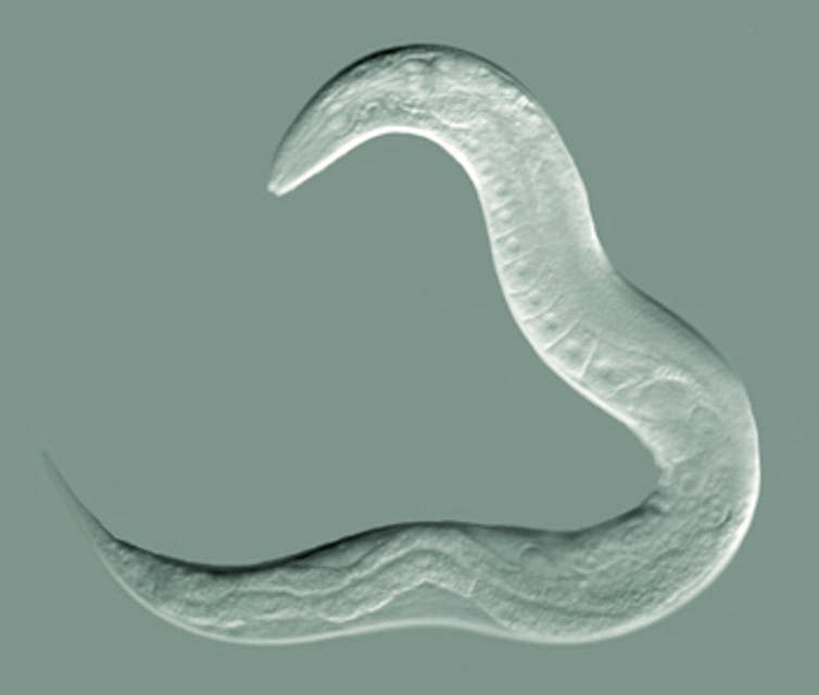 <span class="caption"><em>C elegans</em>.</span> <span class="attribution"><span class="source">Bob Goldstein, UNC Chapel Hil</span>, <a class="link " href="http://creativecommons.org/licenses/by-sa/4.0/" rel="nofollow noopener" target="_blank" data-ylk="slk:CC BY-SA;elm:context_link;itc:0;sec:content-canvas">CC BY-SA</a></span>