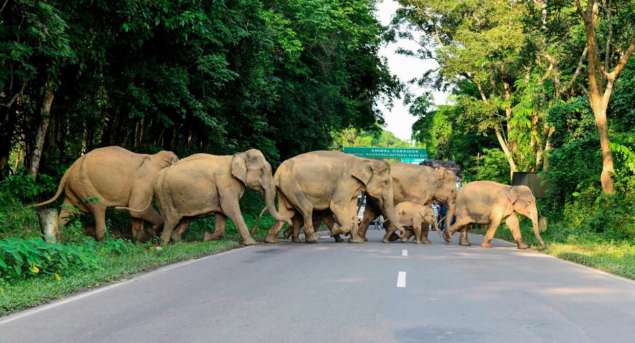 Herd of wild elephants cross the National Highway-37 in search for safer places at the flood affected area of Kaziranga National Park in the India’s northeast state of Assam (AFP via Getty Images)