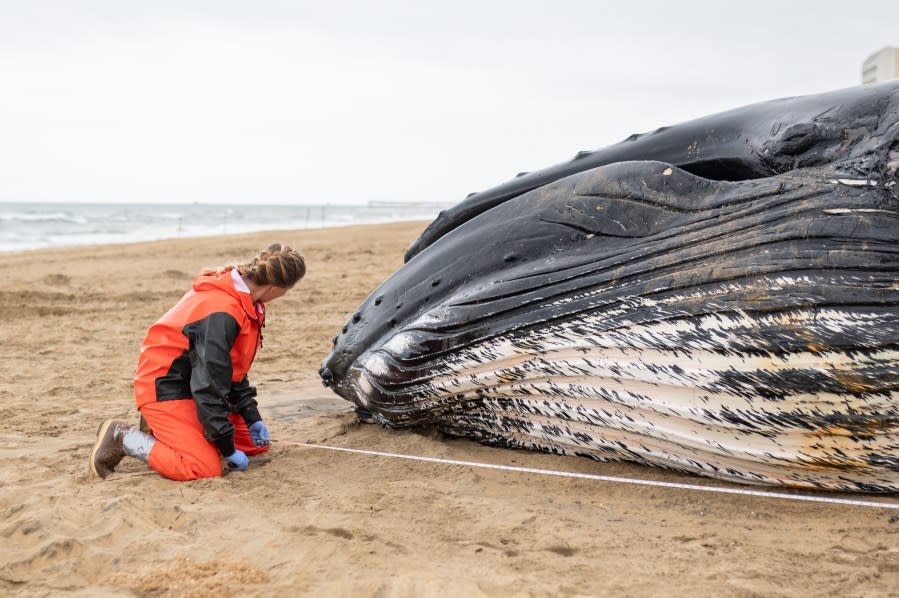 Photo courtesy: Virginia Aquarium and Marine Science Center