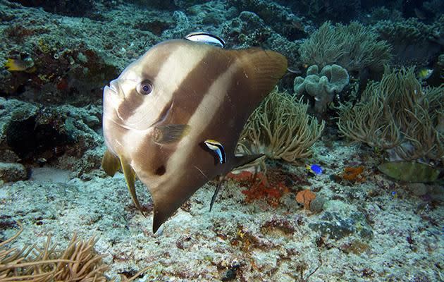 This batfish got a little clean among the coral at Mikes Point. Source: Pete McGee/Diveplanit