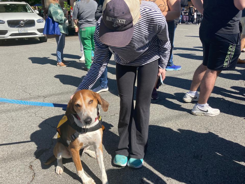 SPCA Westchester launched its new Mobile Adoption Unit on Saturday, May 11, 2024, at the Chappaqua Farmer's Market. Maverick, a 7-year-old hound, was among the adoptable pets at the Unit's launch.