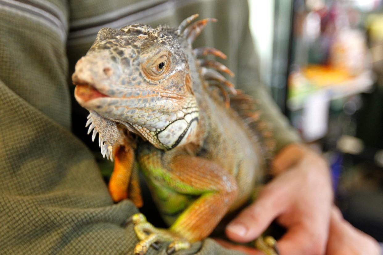 Ivan, a green iguana, is one of several reptiles that lives at the South Texas Botanical Gardens and Nature Center.