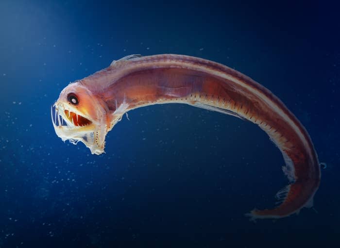 Underwater shot of a deep-sea viperfish with sharp teeth and a bioluminescent organ, known for dwelling in the darkest ocean depths