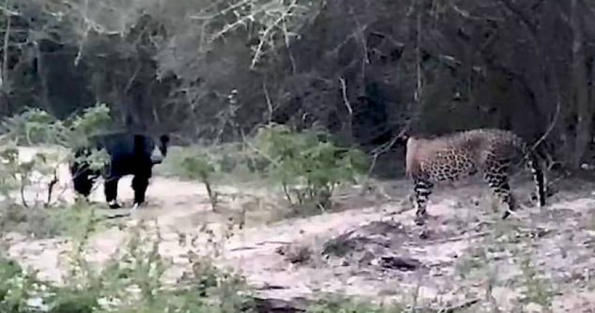 野生動物園內的懶熊與花豹發生對峙。（圖／翻攝自Facebook）