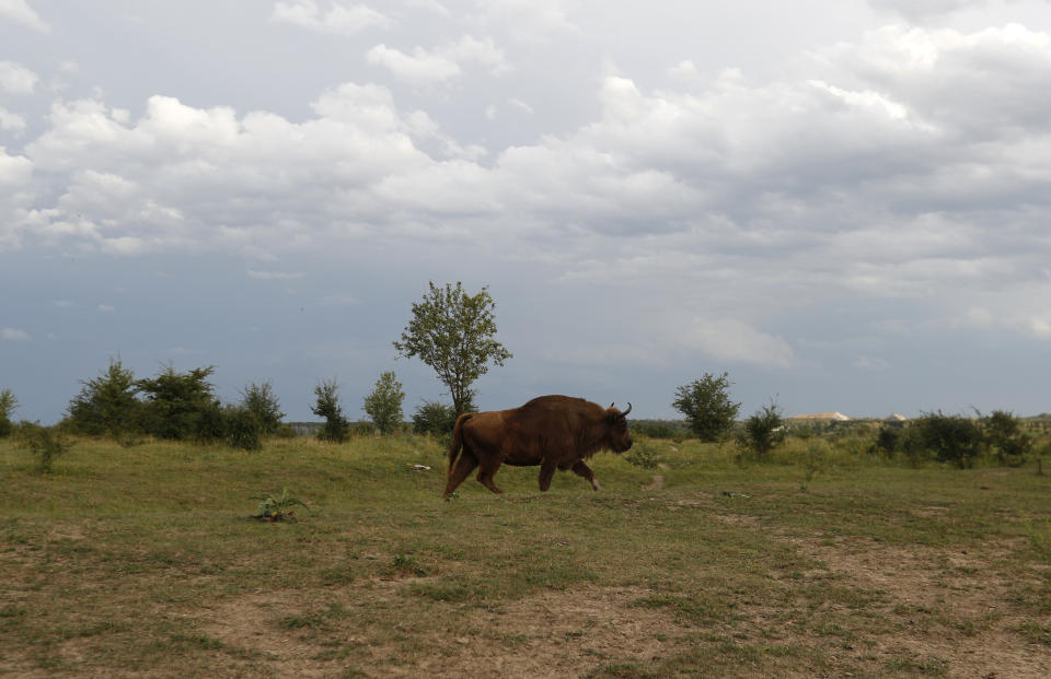 A bison roams across the plains of a wildlife sanctuary in Milovice, Czech Republic, Tuesday, July 28, 2020. Wild horses, bison and other big-hoofed animals once roamed freely in much of Europe. Now they are transforming a former military base outside the Czech capital in an ambitious project to improve biodiversity. Where occupying Soviet troops once held exercises, massive bovines called tauros and other heavy beasts now munch on the invasive plants that took over the base years ago. (AP Photo/Petr David Josek)