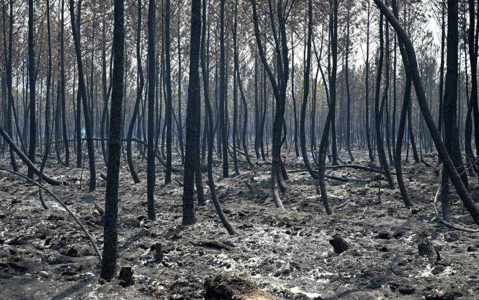 Fire, Gironde region, France - Caroline Blumberg/Shutterstock