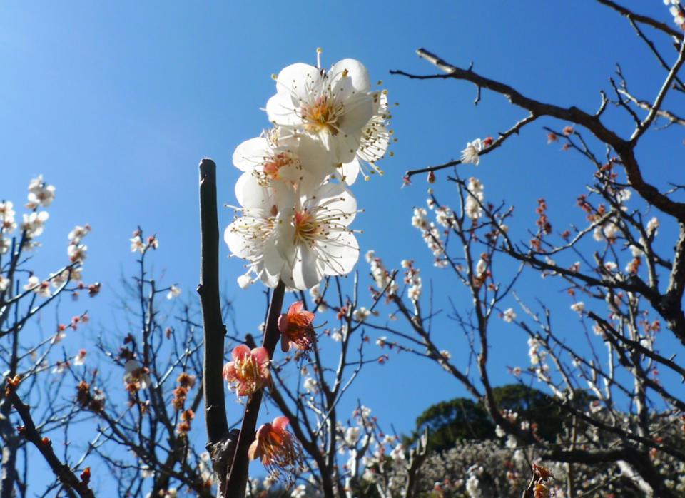 ▲熱海梅園有白梅、混色梅等各式梅花在此爭奇鬥艷。(圖/鳳凰旅遊)