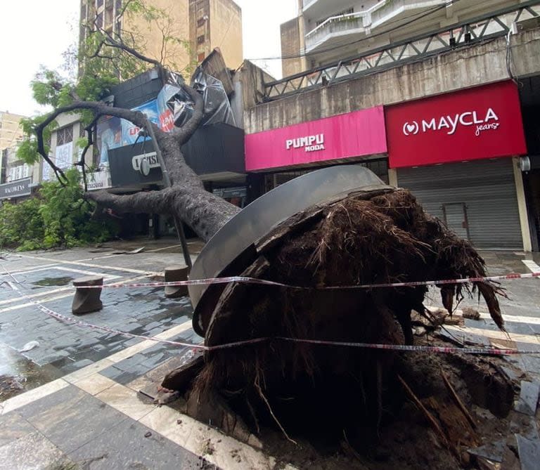 Un árbol arrancado de raíz en la ciudad de Córdoba por un feroz temporal