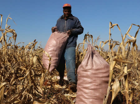 Resettled farmer Isaac Banda harvests maize near Chinhoyi, Zimbabwe, July 26, 2017. Picture taken July 26, 2017. REUTERS/Philimon Bulawayo