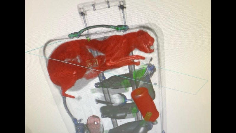 The X-ray scan of the stowaway cat.