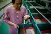 Kim Jong-hee, a edible insects farm owner, checks edible mealworms in Hwaseong, South Korea, August 10, 2016. REUTERS/Kim Hong-Ji