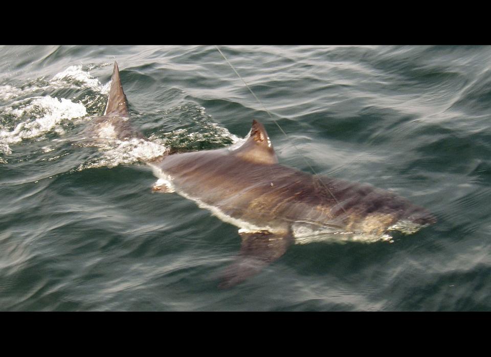 This Saturday, June 26, 2010 photo released by Bruce Sweet shows a juvenile great white shark swimming in the Atlantic Ocean about 20 miles off the coast of Gloucester, Mass., in the rich fishing ground known as Stellwagen Bank. The shark was pulled up by Gloucester-based Sweet Dream III, tagged, and returned to the sea. (AP Photo/www.SportFishingMA.com, Bruce Sweet)