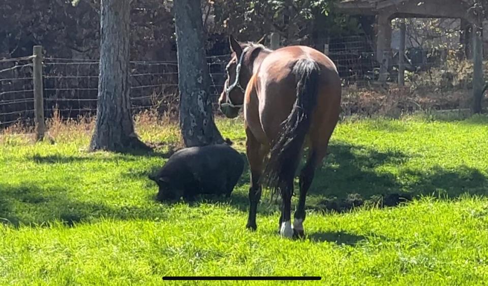 Jeff Findlay was able to load his 20 horses onto trailers as the fire encroached in August, but his potbelly pig, "Pumba" refused to load and stayed behind. Four weeks later Findlay was able to finally return to the ranch where Pumba had survived. 
