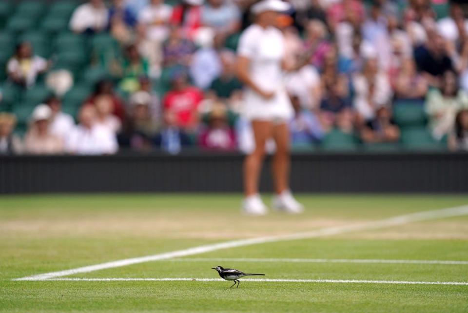 A bird briefly joined Simona Halep on her return to Centre Court where she thrashed Paula Badosa 6-1 6-2 (Zac Goodwin/PA) (PA Wire)