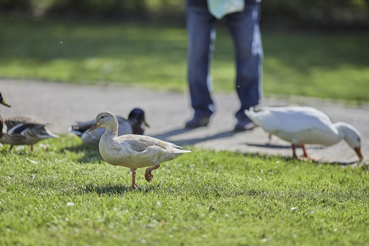 The homeowners association is getting all its ducks in a Rowe.