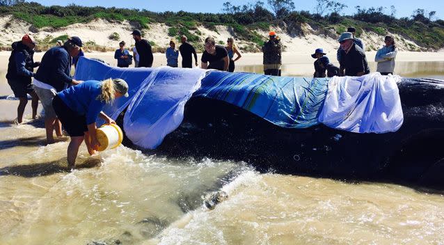 Locals rushed down to help the whale at Brooms Head beach on Saturday. Photo: Supplied