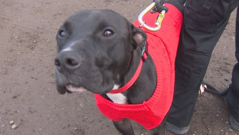 Missing for 5 months, lost and 'super cute' Alberta therapy dog found running loose in Langley, B.C.