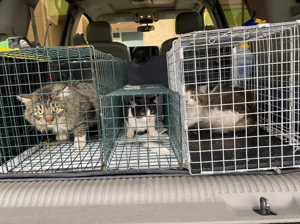 Three cats trapped by Fresno T.N.R. co-founder Brandi Sherman await transport to an animal clinic to be sterilized. The group successfully trapped, fixed and returned some 2,850 community cats in 2022.