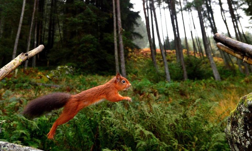 A red squirrel