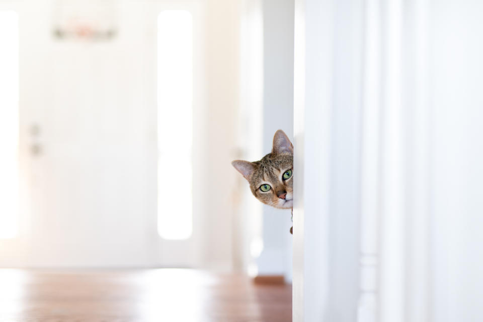 a cat peeking from behind a wall