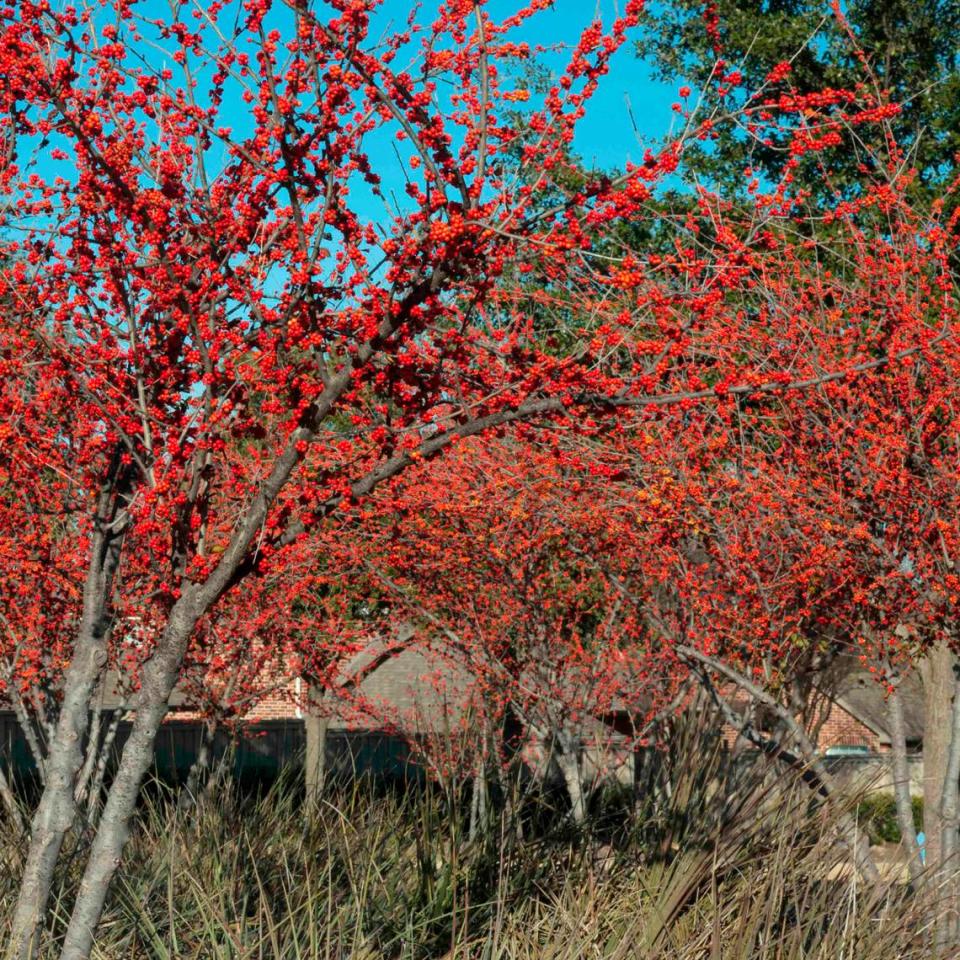 A Warren’s Red possumhaw holly trained tree form. Warren’s Red was introduced by an old Oklahoma City nursery decades ago.